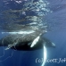 whale_humpback_h_00323_dom3725.jpg